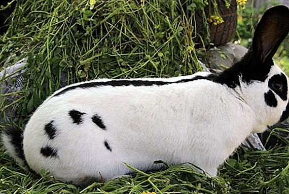 Description and characteristics of the content of rabbits of breed builder