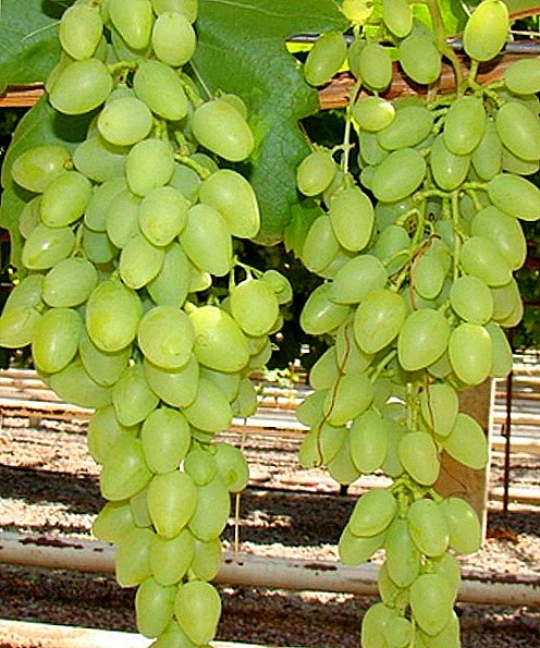 Descrição e características da variedade de uva Aguardada
