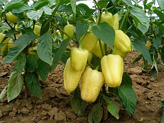 Description and features of care for pepper variety Belozerka