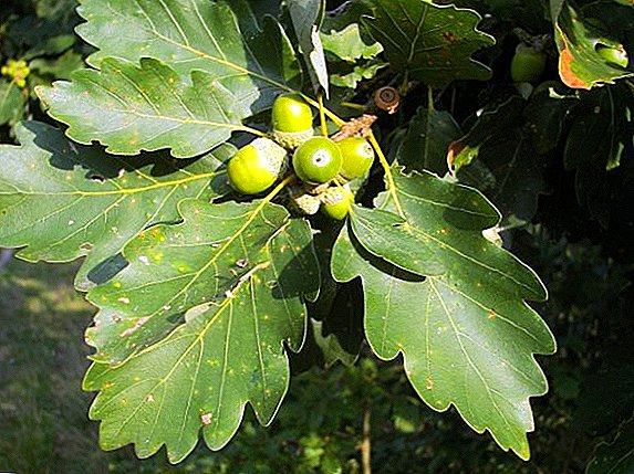 Opis a vlastnosti pestovania duba obyčajného (obyčajného duba)  t