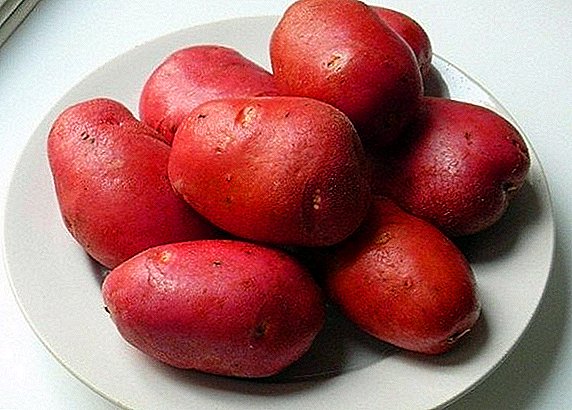 Description and features of growing potato varieties "Rocco"