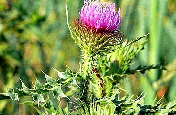 Description and useful properties of thistles