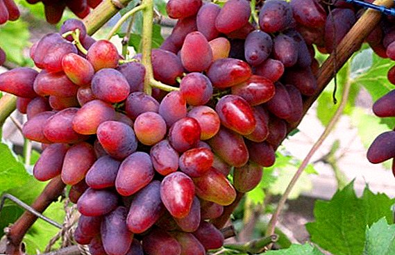 Beschrijving en geheimen van succesvolle teelt van druiven "gebogen"