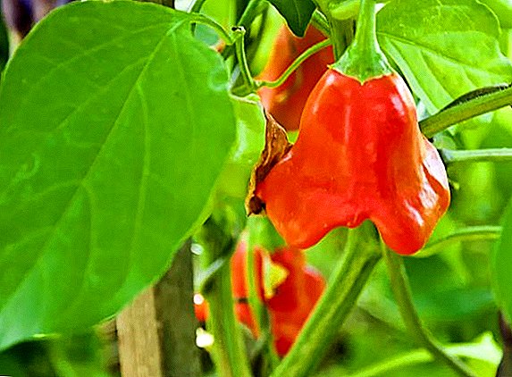 Description and tips for growing peppers Bellflower