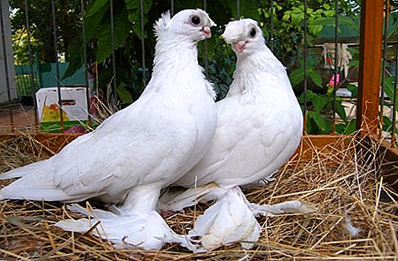 Description and types of Uzbek battle pigeons