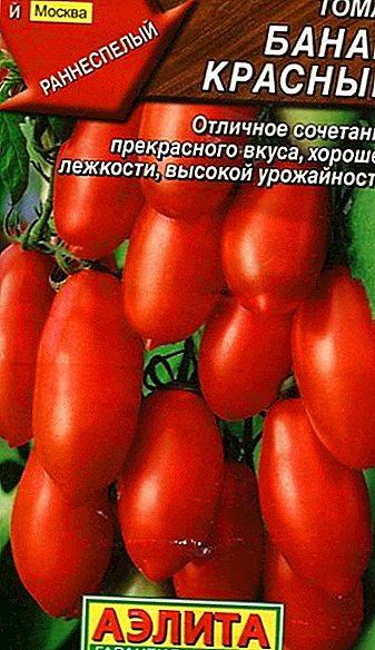 Description and cultivation of tomato "Banana red" for open ground