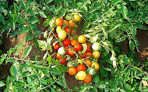 Pomidorų „Gnome“ aprašymas ir auginimas atvirame lauke