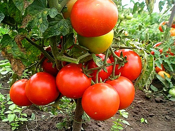 Mô tả và canh tác cà chua "Má đỏ" cho mặt đất mở