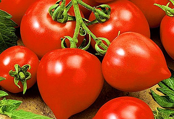 La descripción y el cultivo de un tomate "Mi amor" por un terreno abierto.