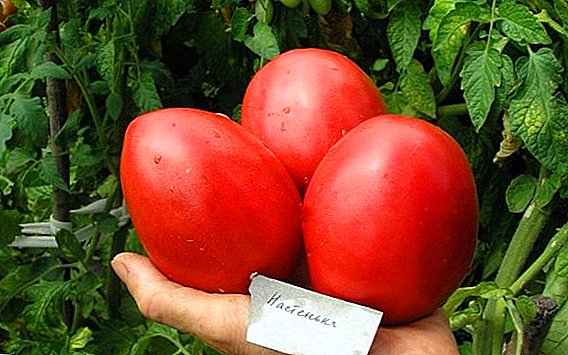 Pomidorų „Nastya“ aprašymas ir auginimas atvirame lauke