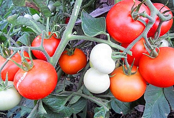 Beskrivelse og dyrking av tomat "Yablonka Russia" for åpen bakke