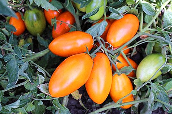Pomidorų „Golden Stream“ aprašymas ir auginimas atvirame lauke