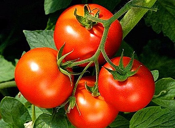 وصف وزراعة الطماطم "فولغوغراد"