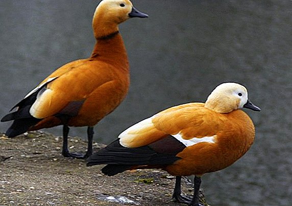 Descripción de la raza del pato rojo Ogar.