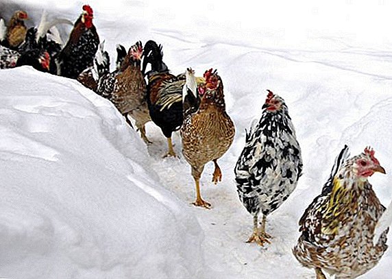 Description des races de poulets résistantes au gel: caractéristiques et photos