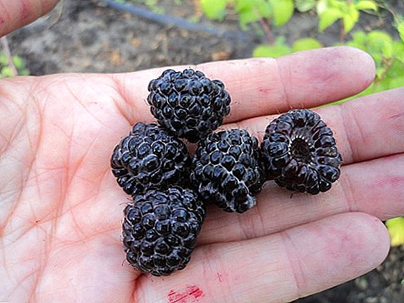 Deskripsi varietas utama raspberry hitam