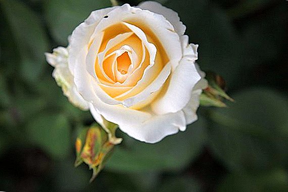 Beschrijving, kenmerken van planten en zorg voor roos "Chopin"