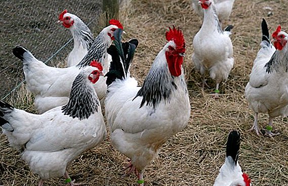 Description of the May Day breed of chickens
