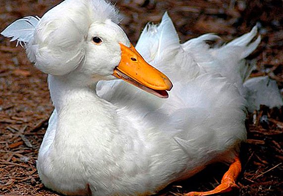 Descripción de las razas de patos crestados.