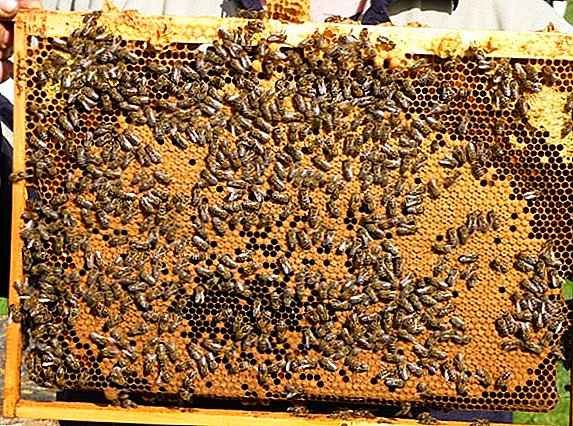 Beskrivning av rasen av bin och skillnaderna mellan dem