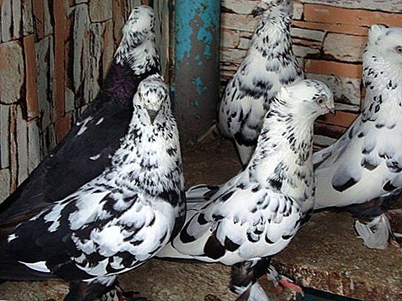 Descrição dos pombos de raça Andijan