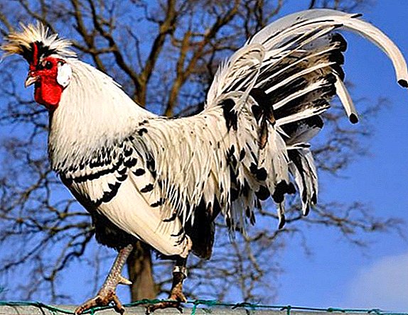 Description of the breed of chicken Appenzeller