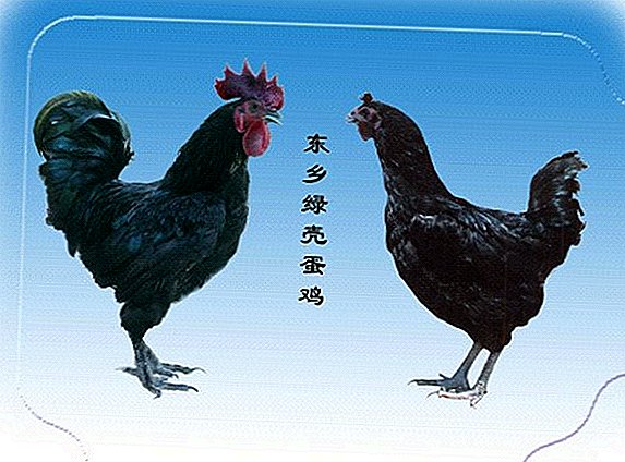 Description of the breed of chickens Laceedanzi (Ugyilyu)