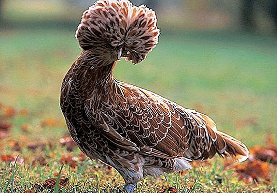 Beskrivning av rasen Paduana kycklingar