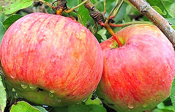 Description, planting and care of cinnamon striped apple