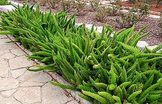 Descrizione, prevenzione e trattamento delle principali malattie degli asparagi