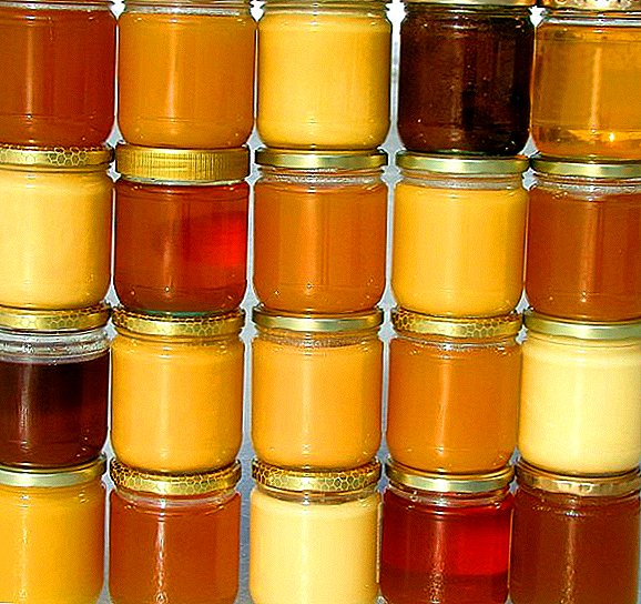 Description of common types of honey
