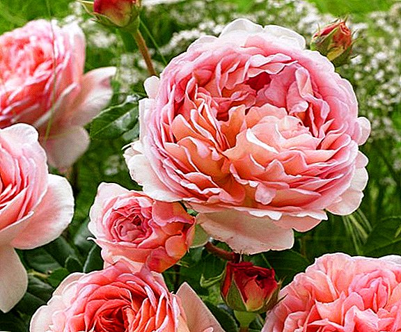 Description of the rose "Abraham Derby": planting and care
