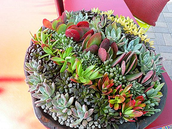 Description of the most popular types of Kalanchoe