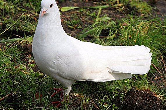 Description of species and breeds of pigeons with photos