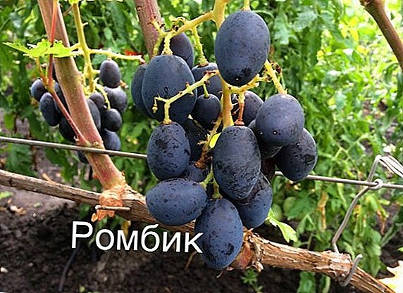 Descripción de la uva Rombick: cómo plantar, cómo cuidar