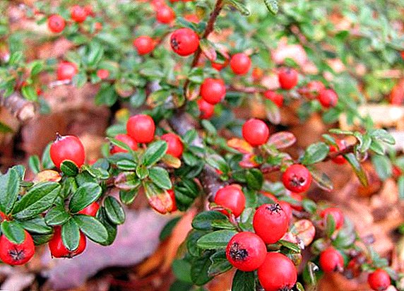 Description of all types of breeding cotoneaster