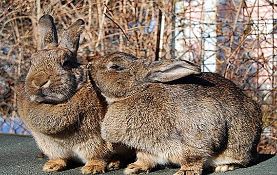 Determination of the period of hunting in rabbit