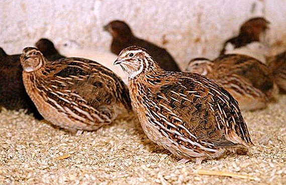 Quail sex: the main differences between quail and quail