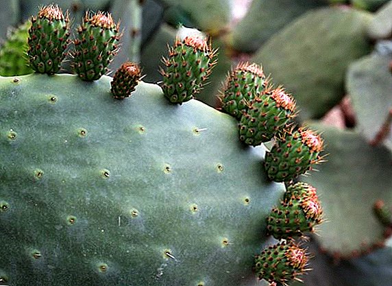 Opuntia at home: planting and care