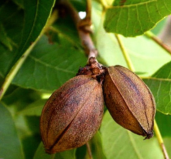 Pecan - cultivated at home