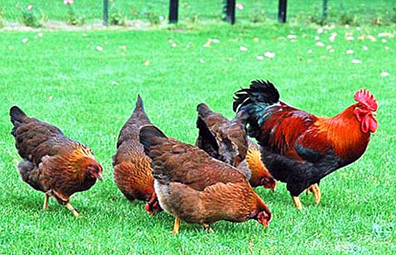 Organic poultry farming and organic poultry: concepts