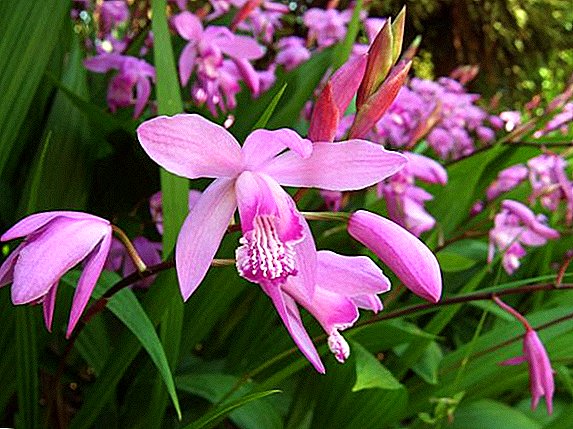 Bletilla Orchid: everything you need to know about growing and proper care
