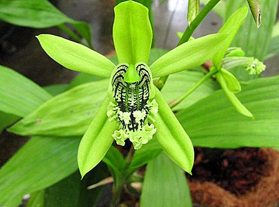 Celogin Orchid: φύτευση, φροντίδα, αναπαραγωγή