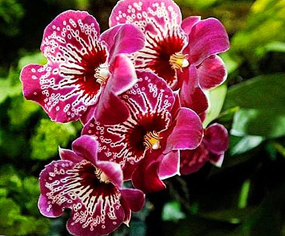 Милтониа орхидеја: садња, нега, узгој, пресађивање