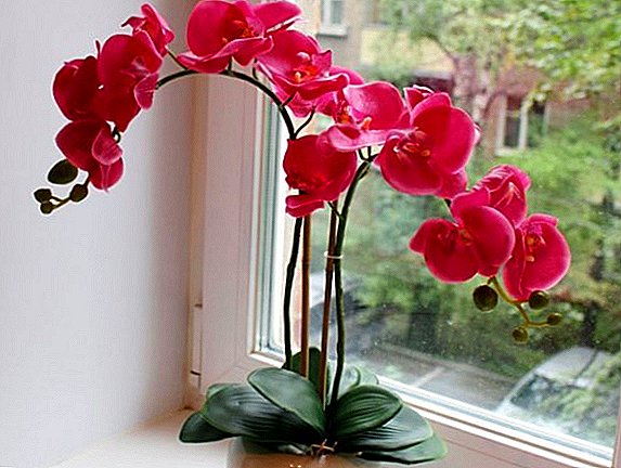 L'orchidée s'est épanouie: que faire de la flèche, caractéristiques de soin de l'orchidée après la floraison
