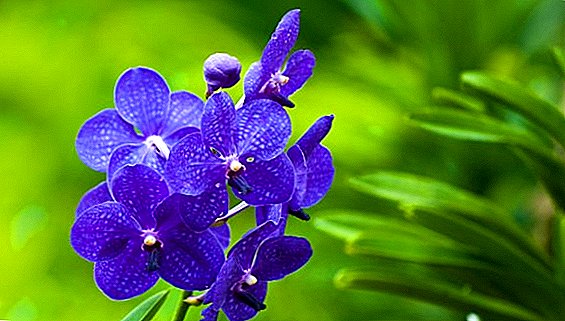 Orquídea Vanda: cómo regar, fertilizar, replantar.