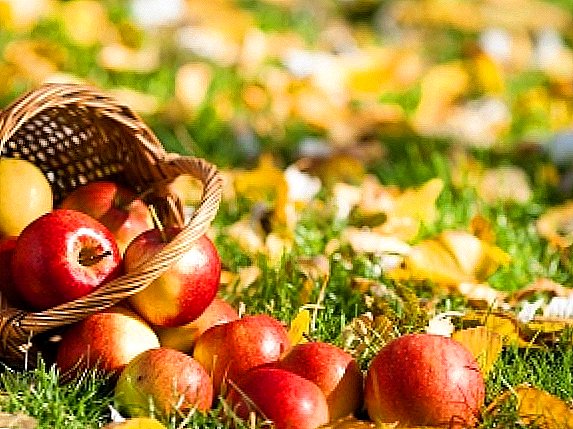 أشجار التفاح الخريف: دراية أصناف وميزات الرعاية