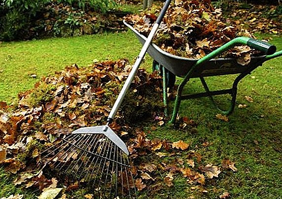 Autumn lawn care and winter preparation