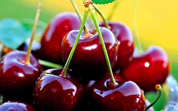 Autumn cherry care: the best tips