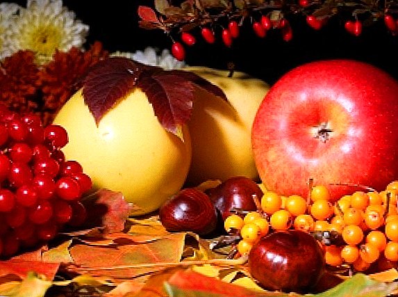 رعاية الخريف لشجرة التفاح